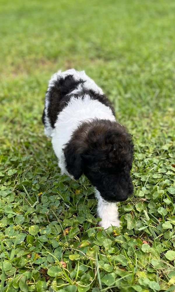 Cute Labradoodle puppy with a fluffy black and white coat, bright eyes, and curly fur.