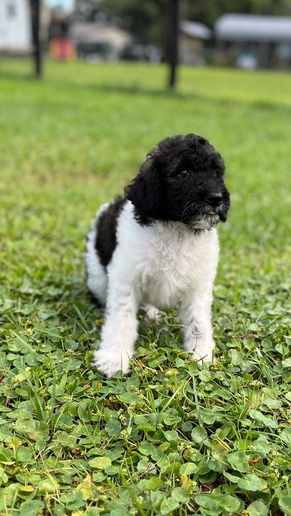 Cute Labradoodle puppy with a fluffy black and white coat, bright eyes, and curly fur.