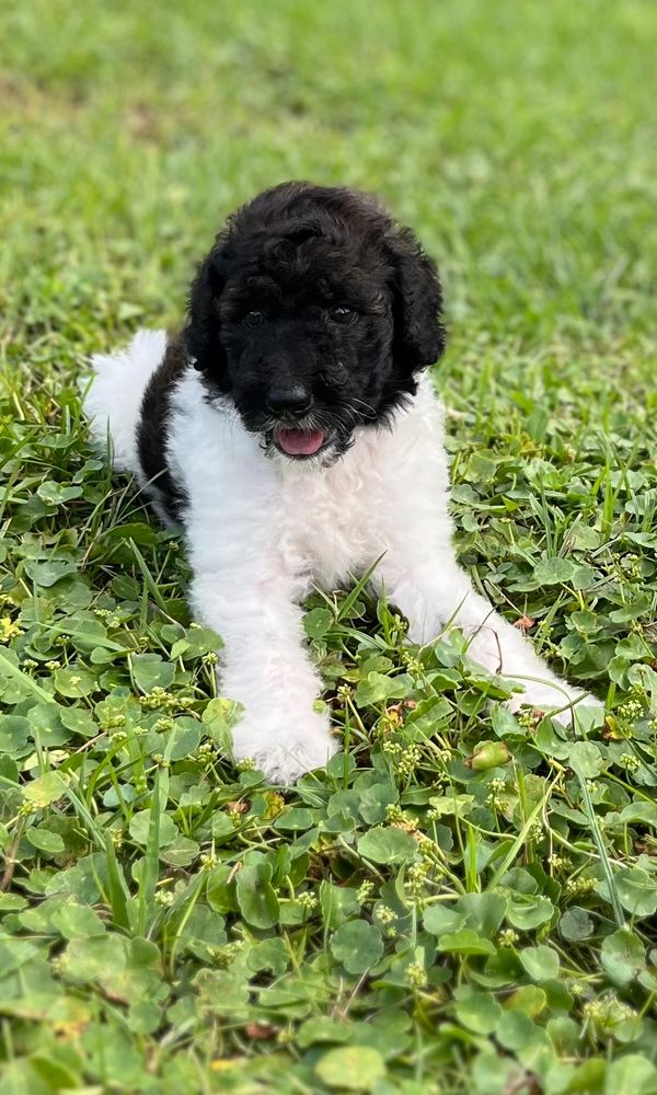 Cute Labradoodle puppy with a fluffy black and white coat, bright eyes, and curly fur.