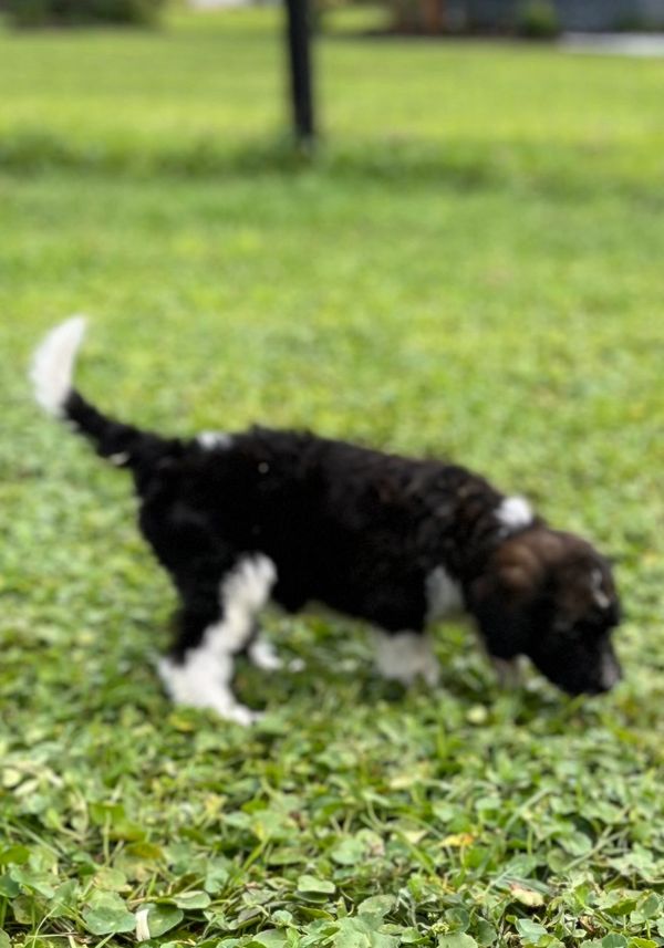 Adorable Labradoodle puppy with a fluffy black and white coat, curly fur, and gentle eyes.