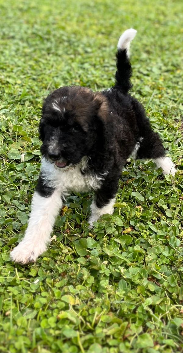 Adorable Labradoodle puppy with a fluffy black and white coat, curly fur, and gentle eyes.