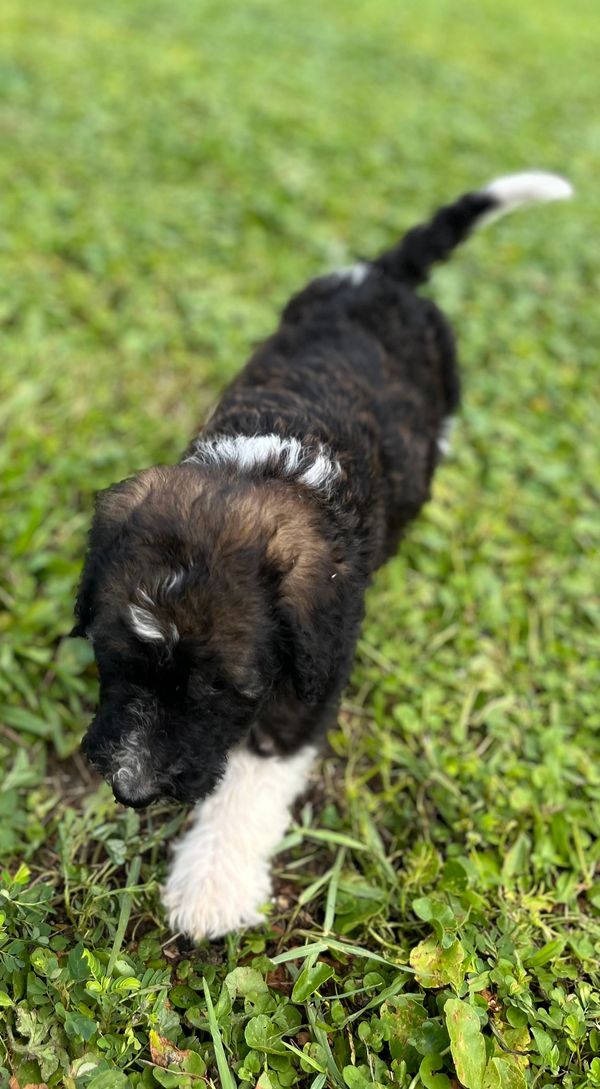 Adorable Labradoodle puppy with a fluffy black and white coat, curly fur, and gentle eyes.