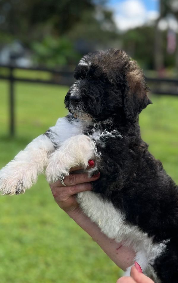 Adorable Labradoodle puppy with a fluffy black and white coat, curly fur, and gentle eyes.