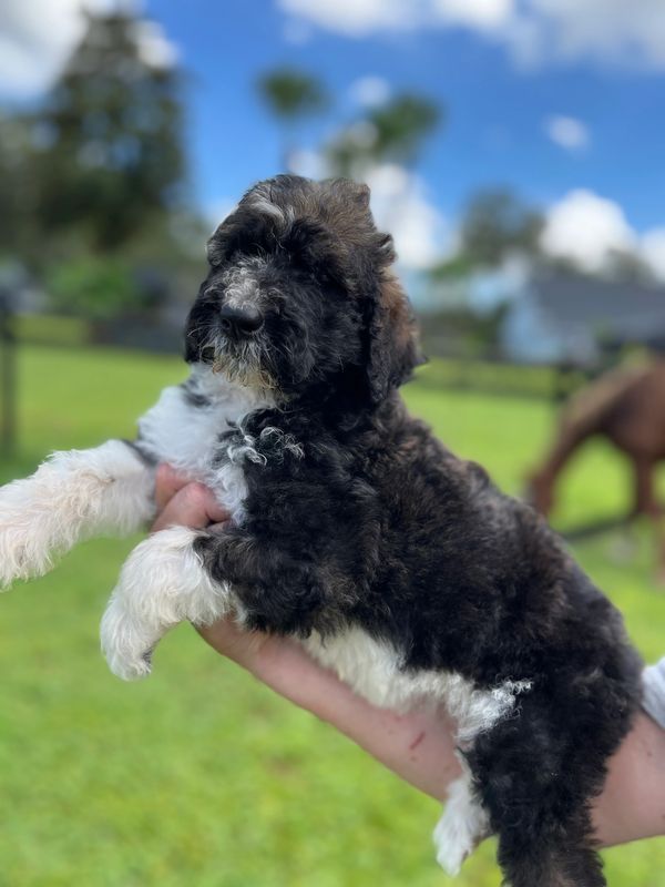 Adorable Labradoodle puppy with a fluffy black and white coat, curly fur, and gentle eyes.