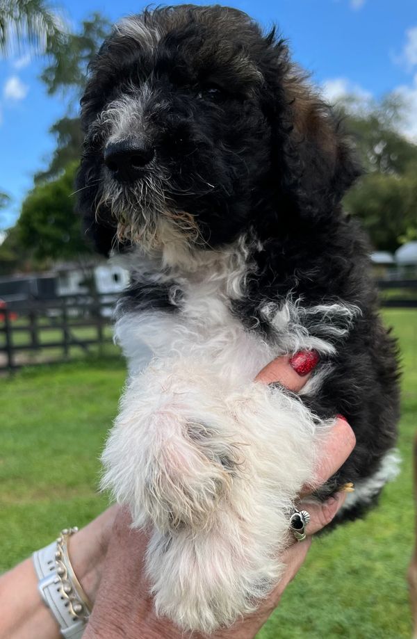 Adorable Labradoodle puppy with a fluffy black and white coat, curly fur, and gentle eyes.