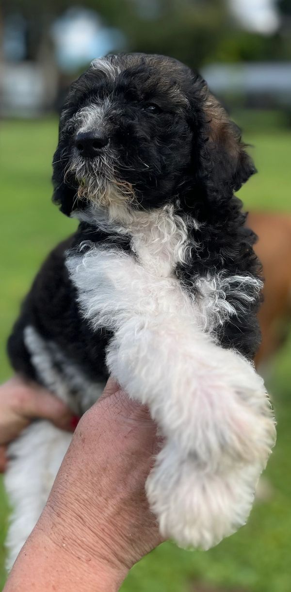 Adorable Labradoodle puppy with a fluffy black and white coat, curly fur, and gentle eyes.