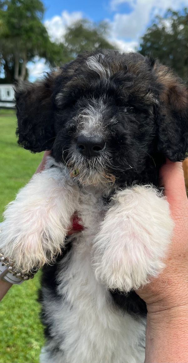 Adorable Labradoodle puppy with a fluffy black and white coat, curly fur, and gentle eyes.