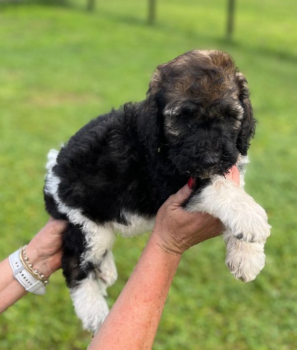 Adorable Labradoodle puppy with a curly black, brown, and white coat, soft fur, a gentle expression.