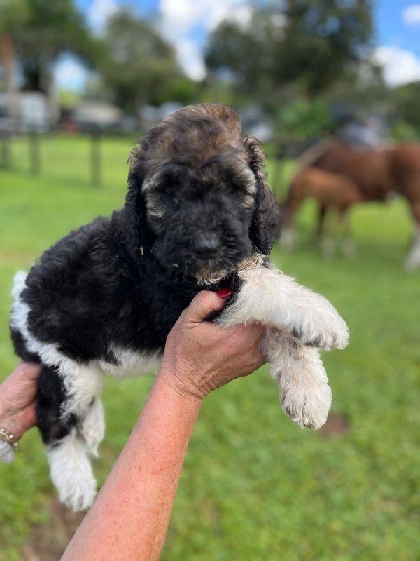Adorable Labradoodle puppy with a curly black, brown, and white coat, soft fur, a gentle expression.
