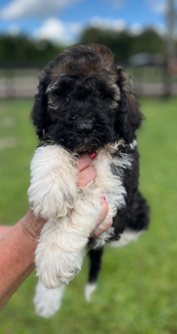 Adorable Labradoodle puppy with a curly black, brown, and white coat, soft fur, a gentle expression.
