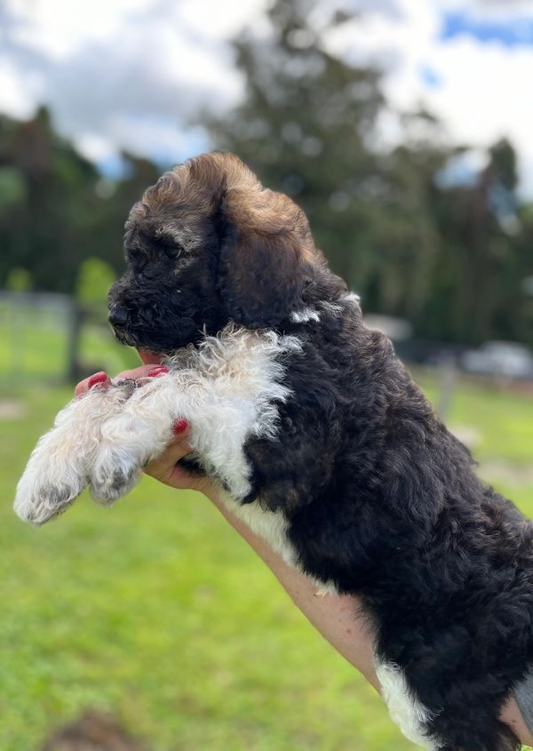 Adorable Labradoodle puppy with a curly black, brown, and white coat, soft fur, a gentle expression.