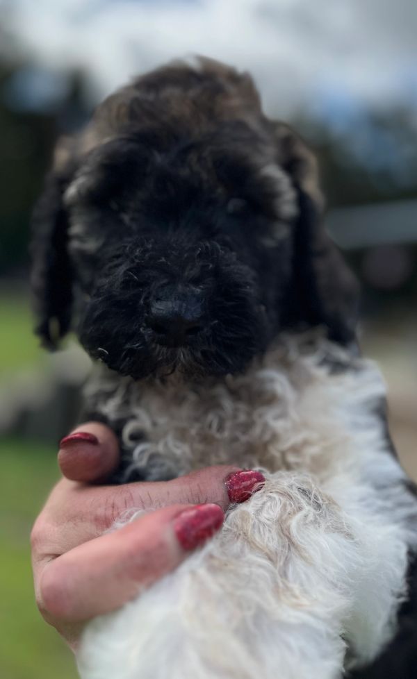 Adorable Labradoodle puppy with a curly black, brown, and white coat, soft fur, a gentle expression.