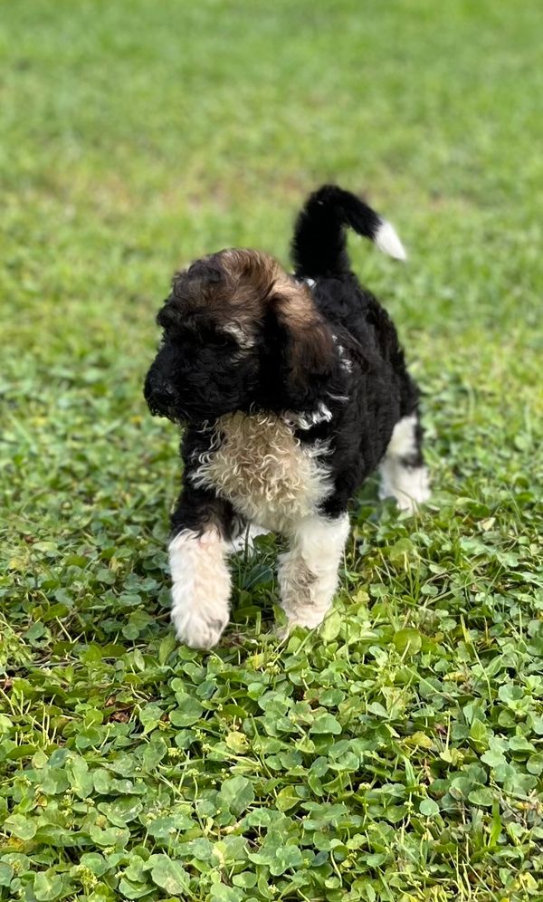 Adorable Labradoodle puppy with a curly black, brown, and white coat, soft fur, a gentle expression.