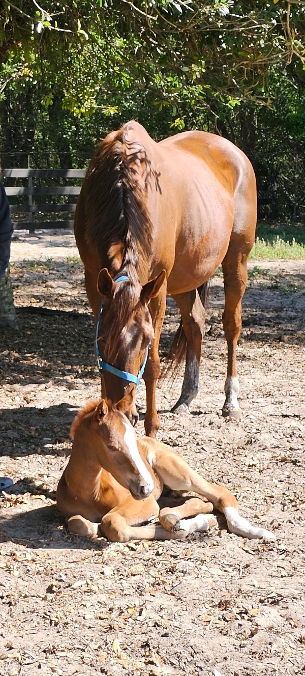 Fire Storm DHR is a stunning horse with a rich brown coat, a striking white blaze, calm demean