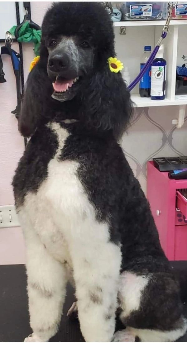 Vita, a stunning black and white poodle with a fluffy coat, stylish grooming, and a cheerful smile.