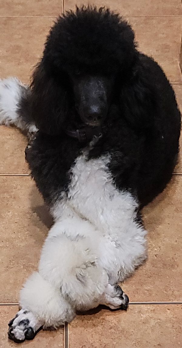 Vita, a stunning black and white poodle with a fluffy coat, stylish grooming, and a cheerful smile.