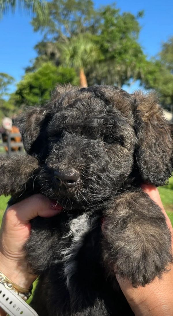 Adorable Labradoodle puppy with a curly, dark coat and a sweet, calm expression, perfect for cuddles