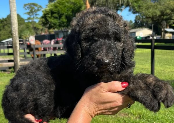 Adorable Labradoodle puppy with a curly, dark coat and a sweet, calm expression, perfect for cuddles