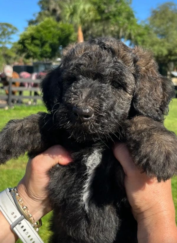 Adorable Labradoodle puppy with a curly, dark coat and a sweet, calm expression, perfect for cuddles