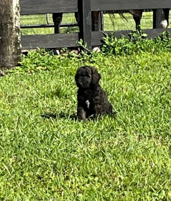 Adorable Labradoodle puppy with a curly, dark coat and a sweet, calm expression, perfect for cuddles