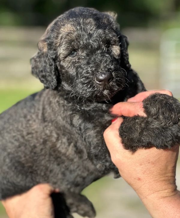 Adorable Labradoodle puppy with a curly, dark coat and a sweet, calm expression, perfect for cuddles