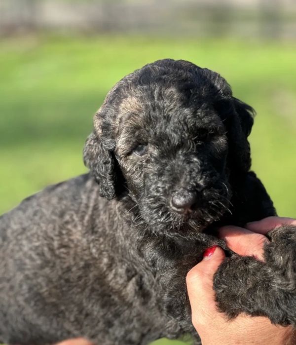 Adorable Labradoodle puppy with a curly, dark coat and a sweet, calm expression, perfect for cuddles