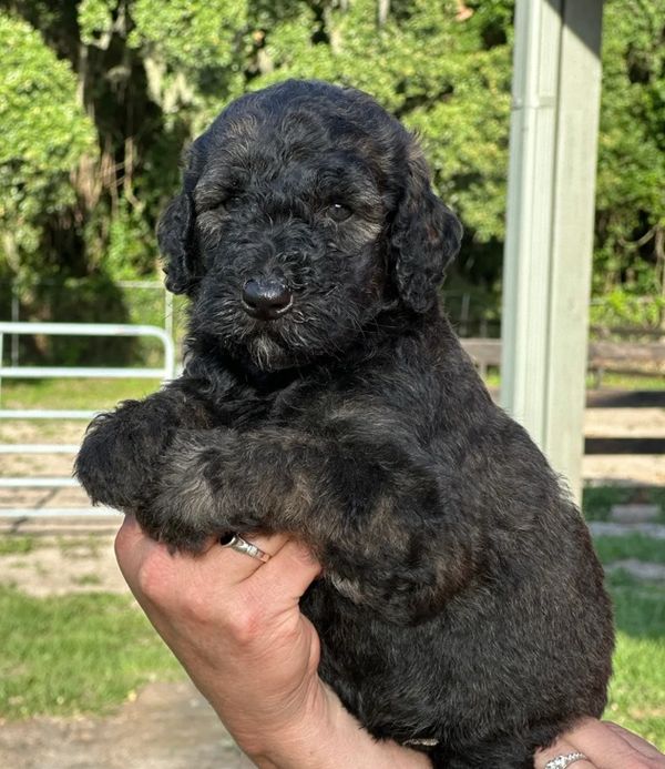 Adorable Labradoodle puppy with a curly, dark coat and a sweet, calm expression, perfect for cuddles