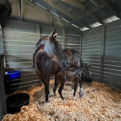 A nurturing moment in a cozy stall with a protective mare standing beside her newborn foal.