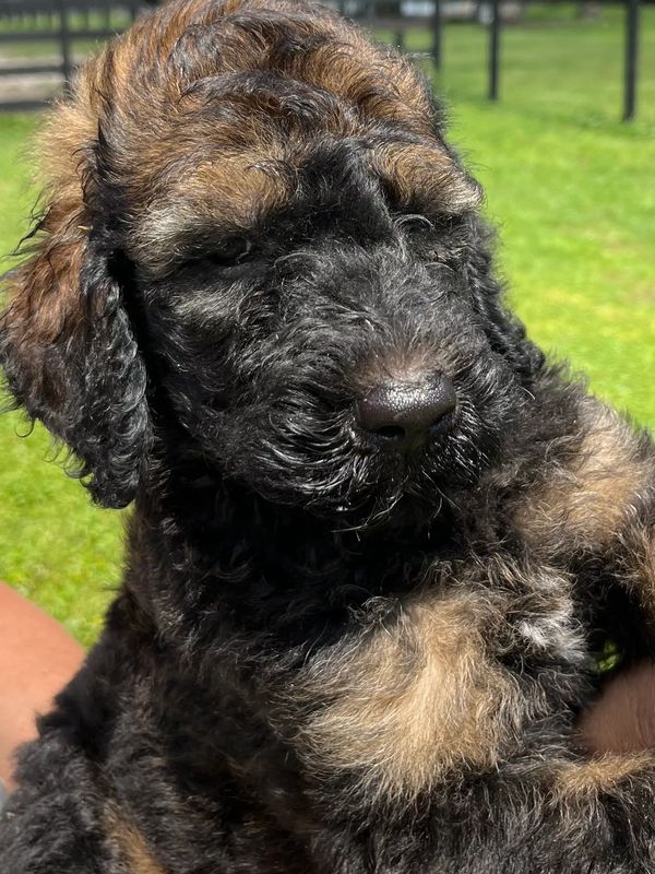 Adorable Labradoodle puppy with a curly black and brown coat, gentle eyes, and a soft expression.