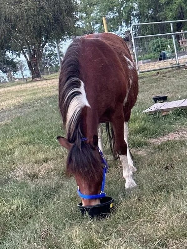 Patches, a charming mini horse with a rich brown coat, white markings, and a distinctive white mane.