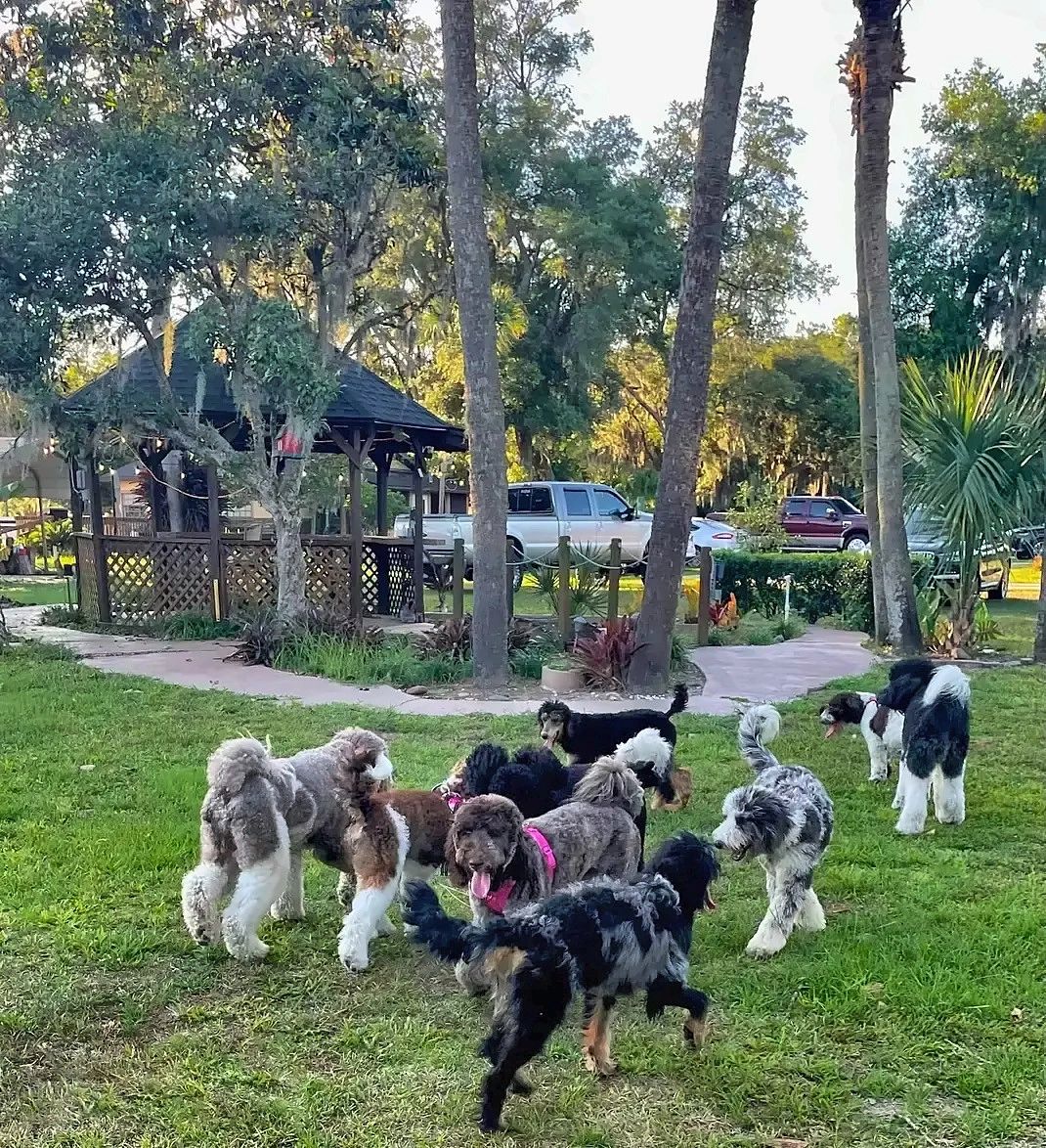 Doodle Day: adopted doodles playing on the lawn at Doodle Horse Ranch in Apopka, Florida