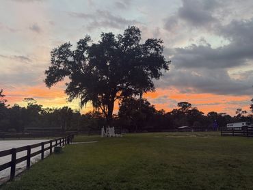 Live oak with Spanish moss at sunset at Doodle Horse Ranch in Apopka, Florida