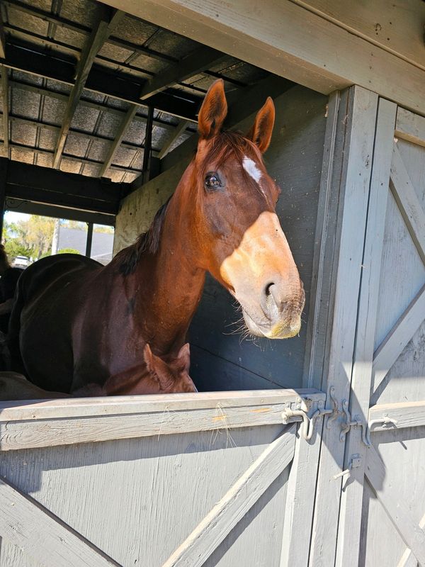 Dani's Storm is a beautiful bay horse with a white blaze, gentle eyes, and a strong, elegant build.
