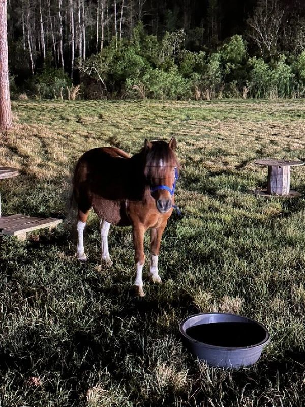Patches, a charming mini horse with a rich brown coat, white markings, and a distinctive white mane.