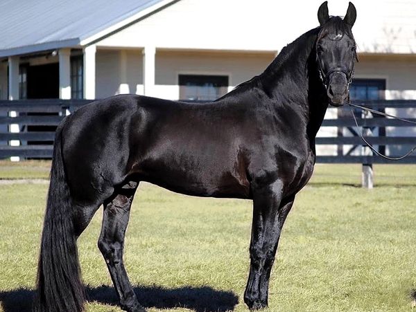 Reynier, black Friesian/KWPN stallion, frozen semen available from Doodle Horse Ranch