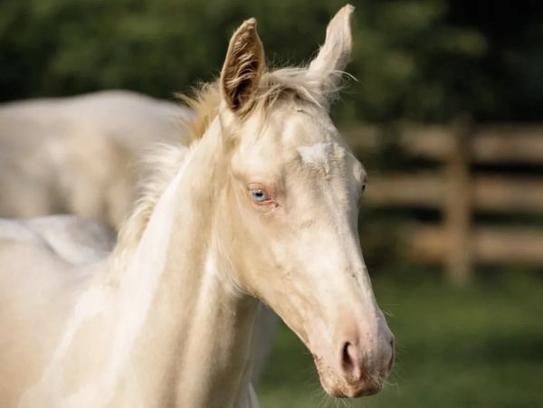 Shady, a cream-colored filly with blue eyes, at Doodle Horse Ranch in Apopka, Florida