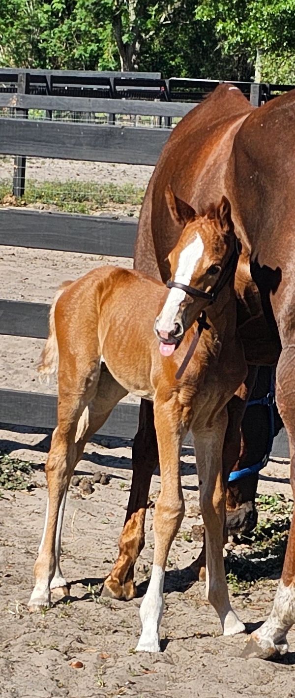 Fire Storm DHR is a stunning horse with a rich brown coat, a striking white blaze, calm demean