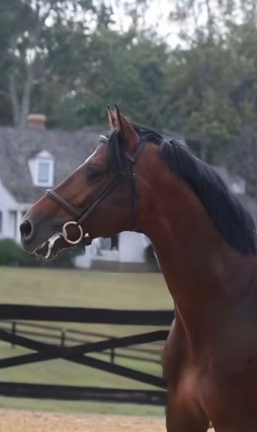 Urthago, approved Holsteiner stallion, sire of our 2027 foal, head and neck