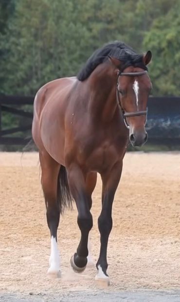 Urthago, bay Holsteiner stallion, walking toward the camera in the arena
