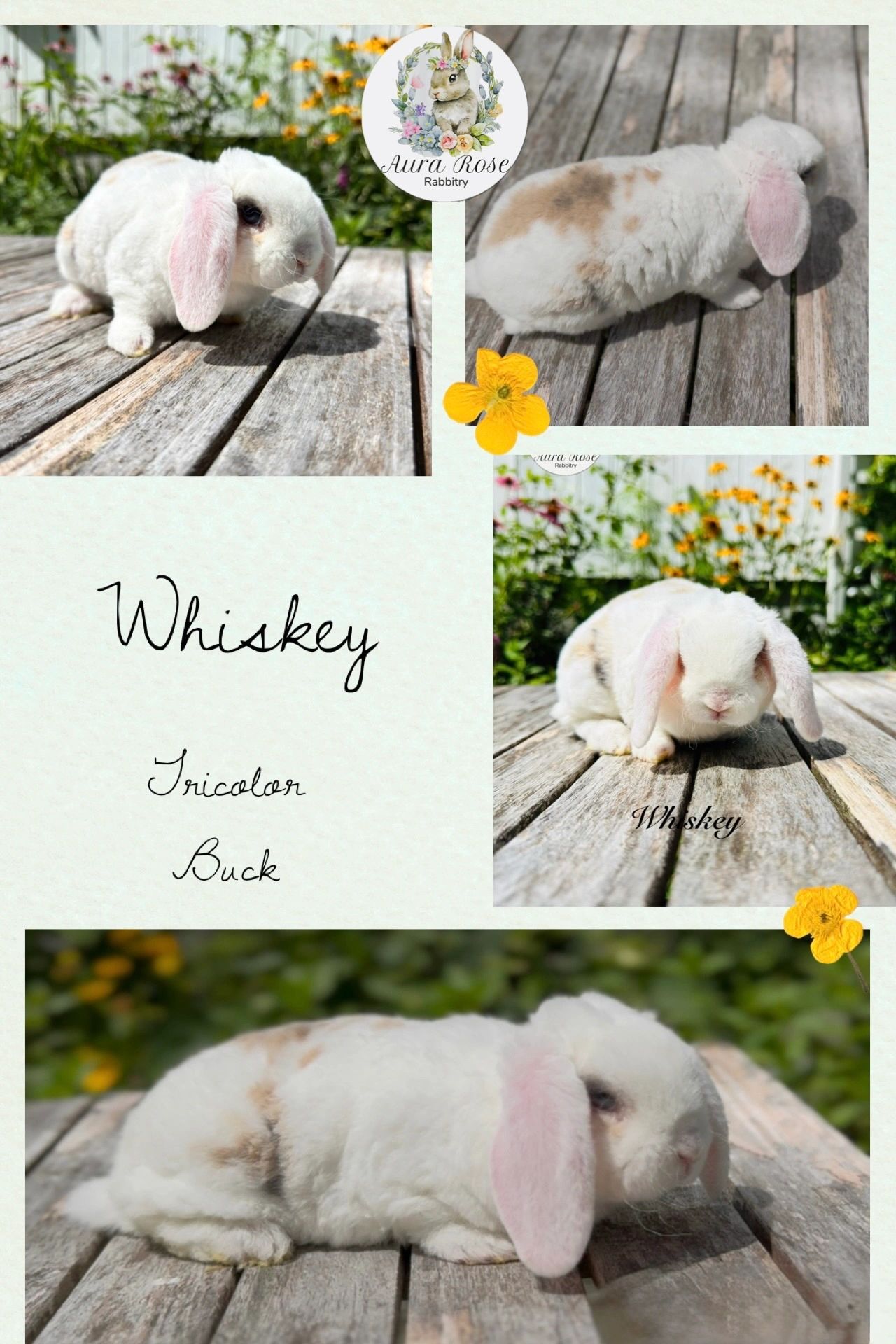 Mini plush lop
Baby bunnies
Hypoallergenic bunnies
ESA bunny
