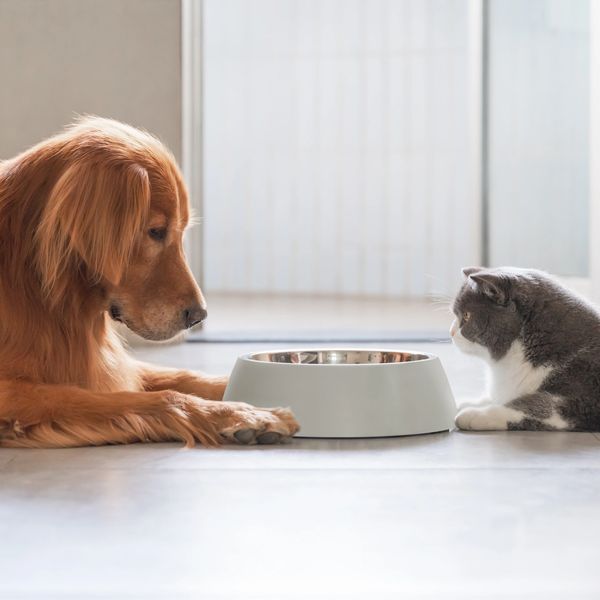 A dog and a cat sitting in front of a bowl
