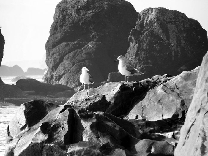 This is just 2 seagulls sitting on a rock at Ruby Beach, Washington State.