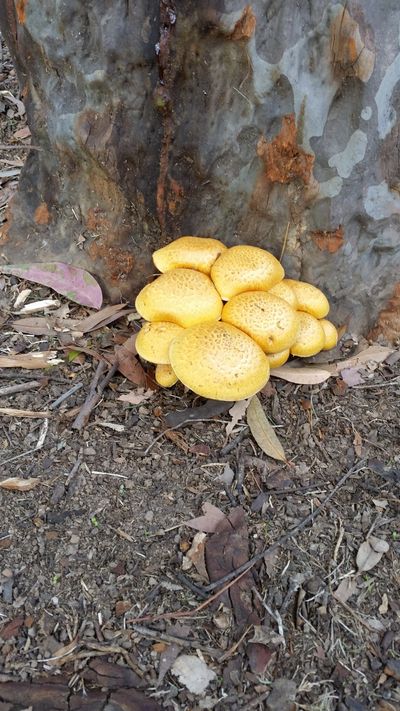 Cluster of Gymnopolius spp. mushrooms growing at the base of a Spotted Gun Tree