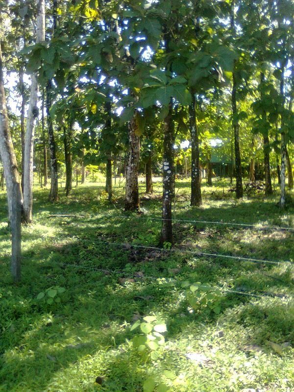 This is a property near the beach about five minutes from Pavones that is for sale