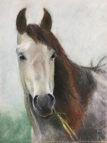 dapple-gray horse with grass in its mouth