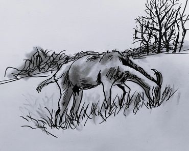 nanny goat grazing on a hillside