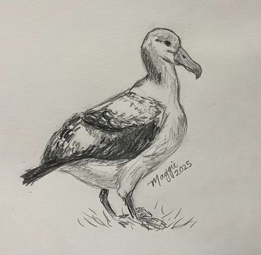drawing of an albatross