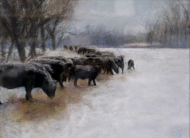 cows eating hay in the snow