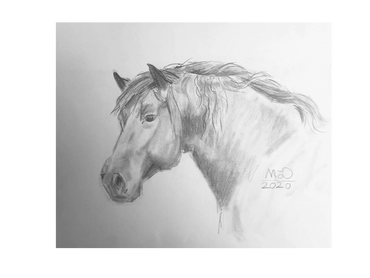 horse's head, half turned