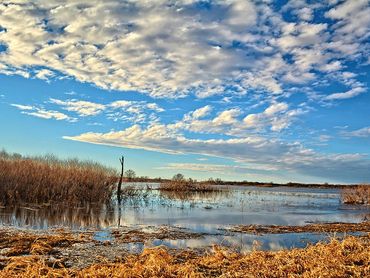 Wetland delineations and permitting.